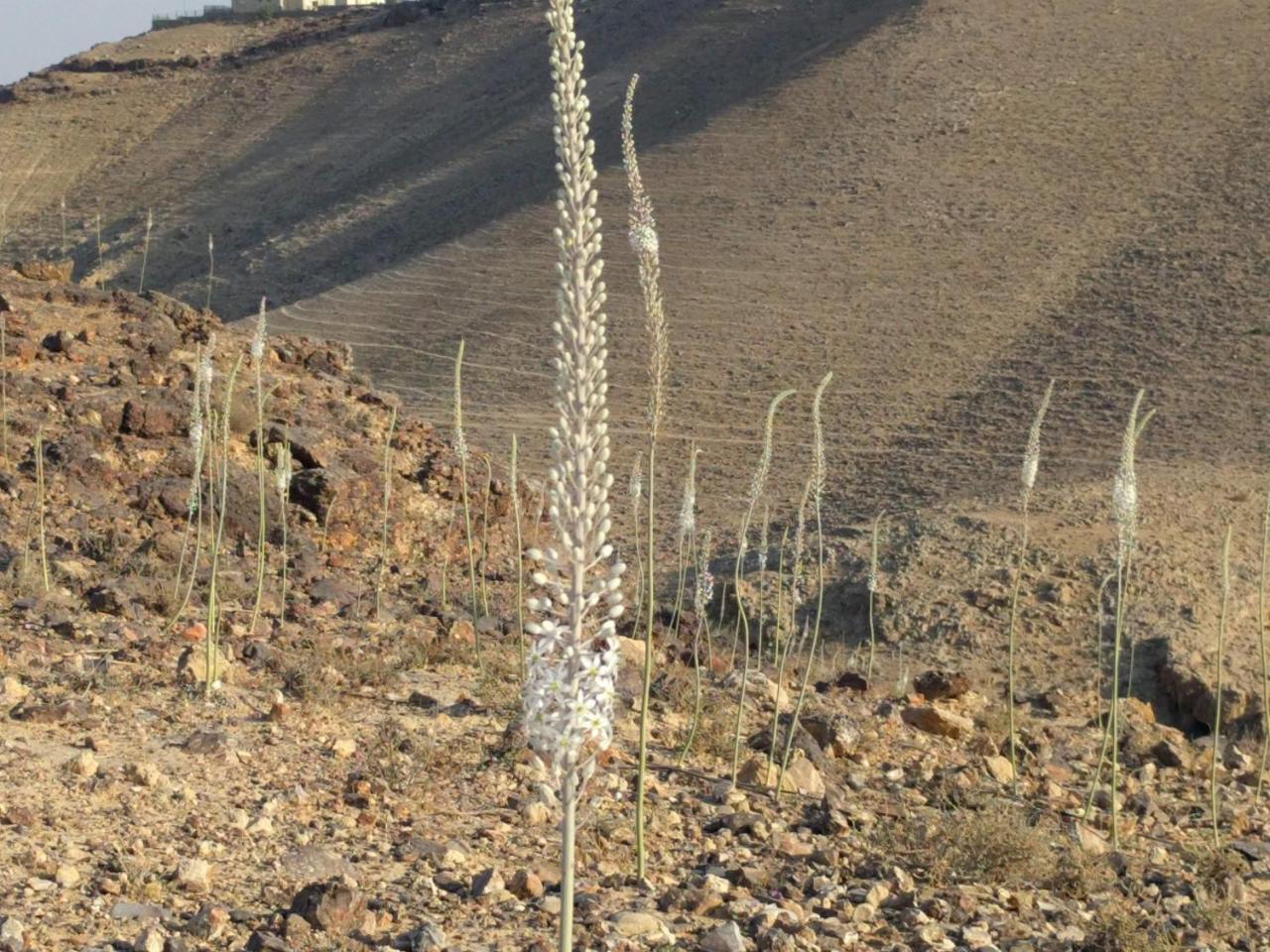 Dead Sea Desert'S Edge Αράντ Εξωτερικό φωτογραφία